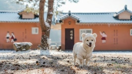 아이리스 촌캉스펜션