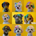 놀멍뛰멍 애견유치원 애견호텔