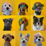 놀멍뛰멍 애견유치원 애견호텔