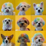 놀멍뛰멍 애견유치원 애견호텔