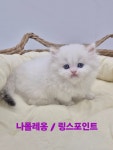 창원고양이분양 퍼스트캣 창원점