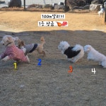 아롱이다롱이