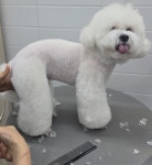 삼둥이네펫살롱