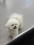 멍댕이 애견유치원