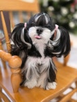 은하수펫샵