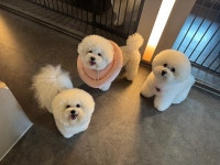아띠멍멍