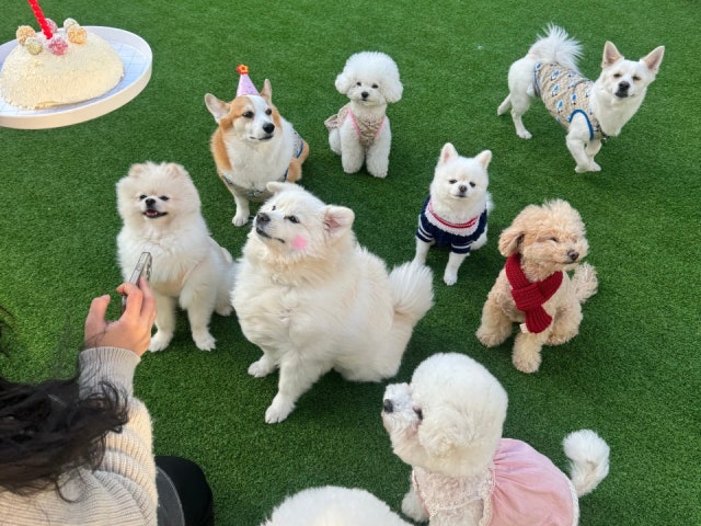 아띠멍멍