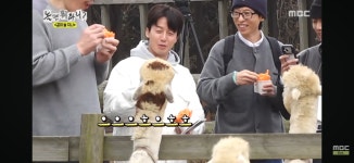 도치돌알파카목장
