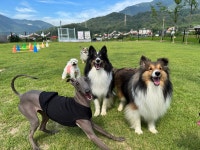 빵이네 반려견관리센터