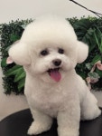 그루밍140애견미용실