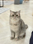 고양이별캣카페
