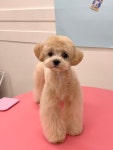 블루시엘