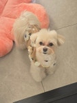 와따몽
