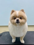 강아지 미용실 왈로하그루밍