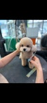 펫살롱모우
