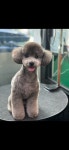 펫살롱모우