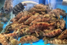 보승횟집