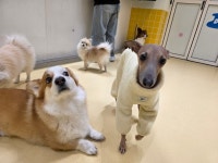 헬로우버디 애견유치원 애견호텔 판교밸리점