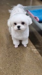 안녕,강아지