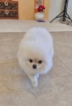 오몽오몽