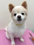 힐스 펫살롱