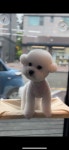 펫살롱모우