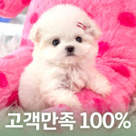 행복만개 애견미용 애견호텔 인천본점