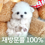 행복만개 애견미용 애견호텔 인천본점