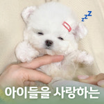 행복만개 애견미용 애견호텔 인천본점