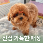 행복만개 애견미용 애견호텔 인천본점