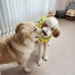 멍더랜드 애견유치원&애견호텔