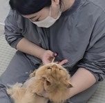 냥블레스유 대구고양이미용