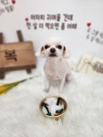 복이네도그살롱
