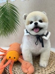 멍냥살롱 천안불당점
