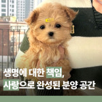 행복만개 강아지분양 고양이분양 인천본점