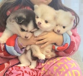 헤이 댕댕 2호점