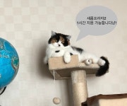 미분당 배곧신도시점