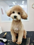 댕살롱