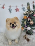 멍야옹실
