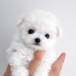 퍼피럽 강아지분양 고양이분양 군산본점