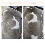 서산 고양이 강아지 미용 모들펫살롱