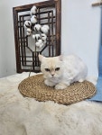 서산 고양이 강아지 미용 모들펫살롱