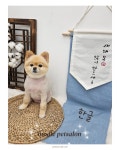 서산 고양이 강아지 미용 모들펫살롱