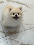 다올펫애견미용실