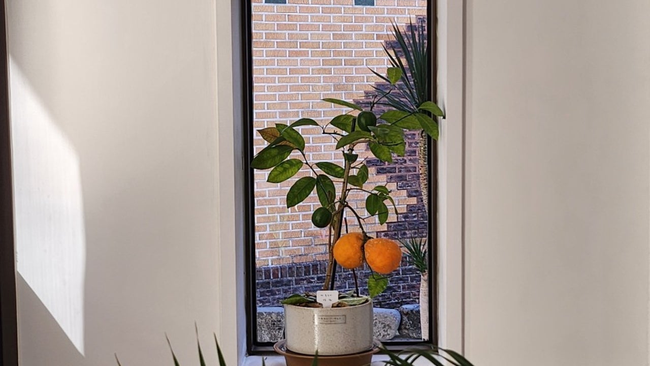 수풀