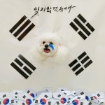 놀러오개 애견유치원 애견호텔 수원 금곡점