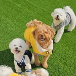 스토리멍 여수애견호텔 애견유치원