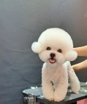 루이앤독