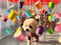 메종드댕댕애견유치원