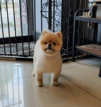 은밀하개위대하개